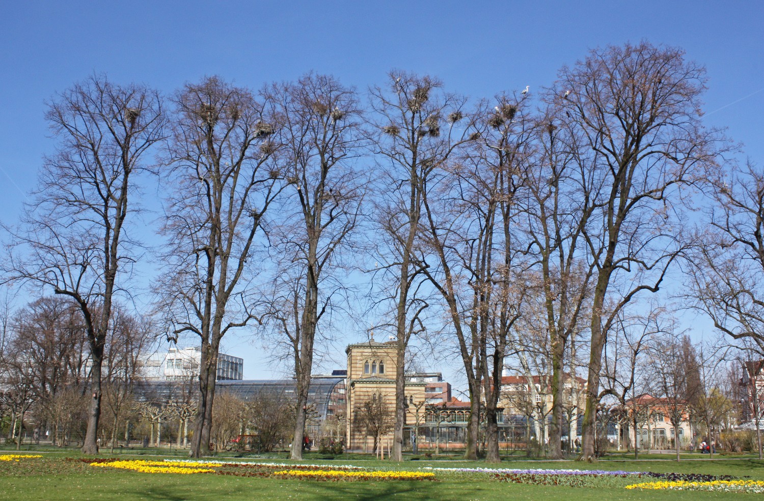 americana Tilia