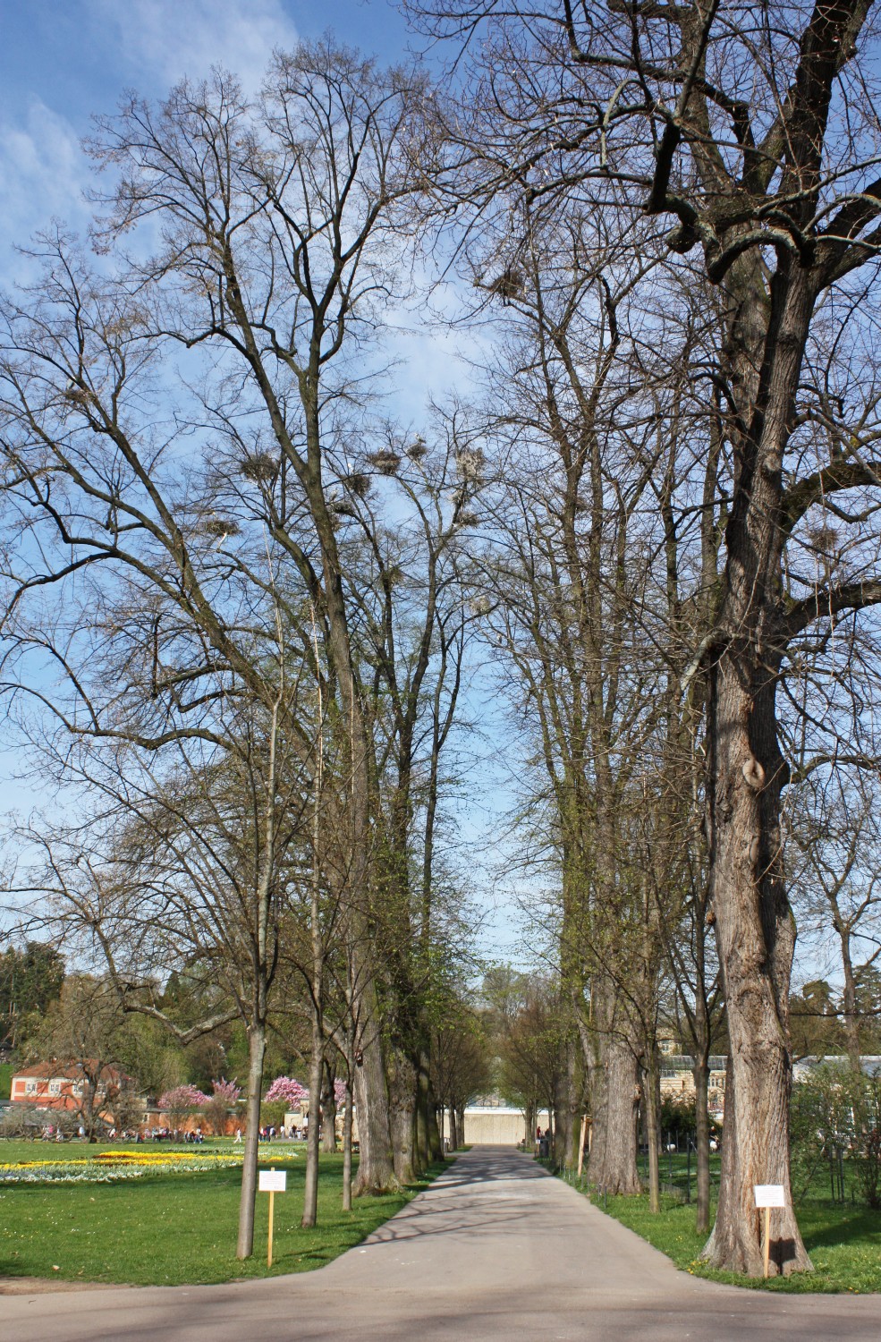 Tilia americana - Stuttgart-Bad Cannstatt - 2022