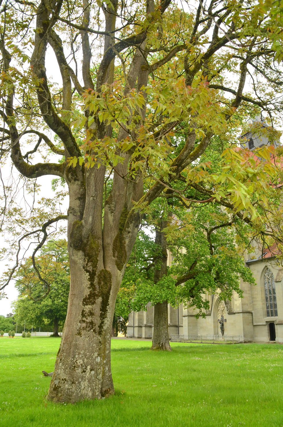 Ailanthus altissima
