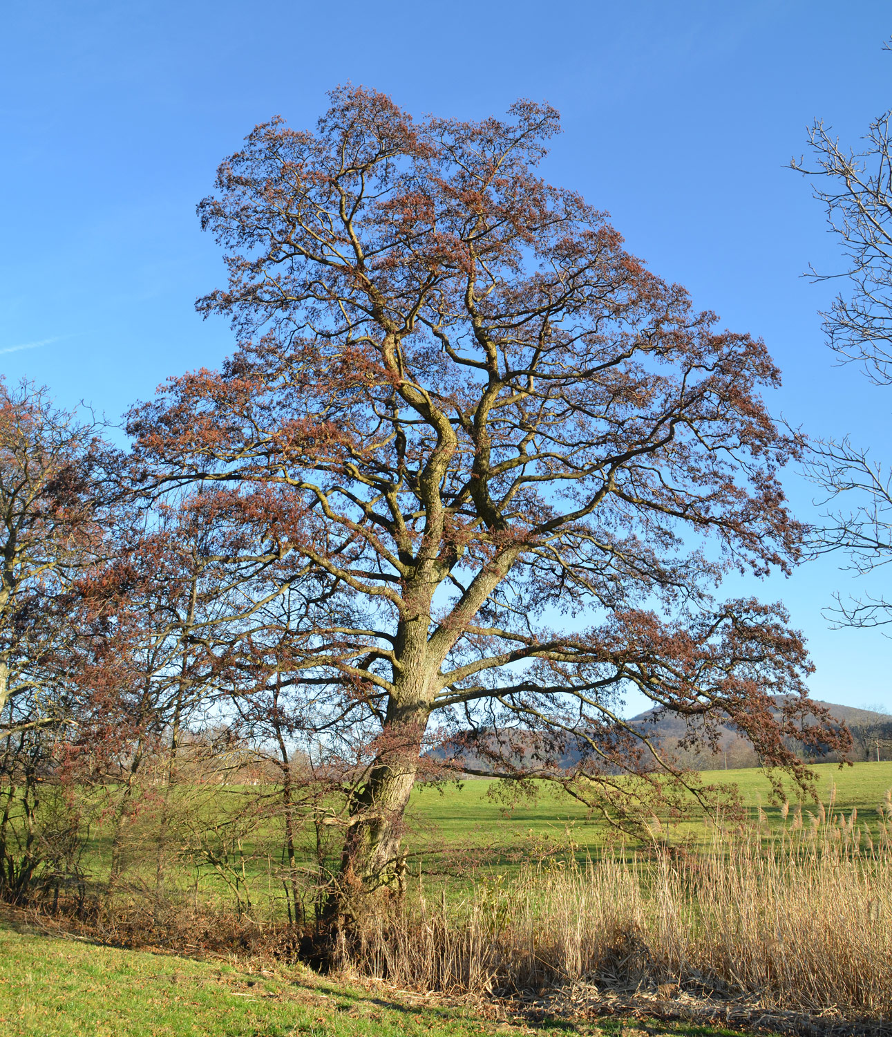 Alnus glutinosa - Pfullingen - 2021