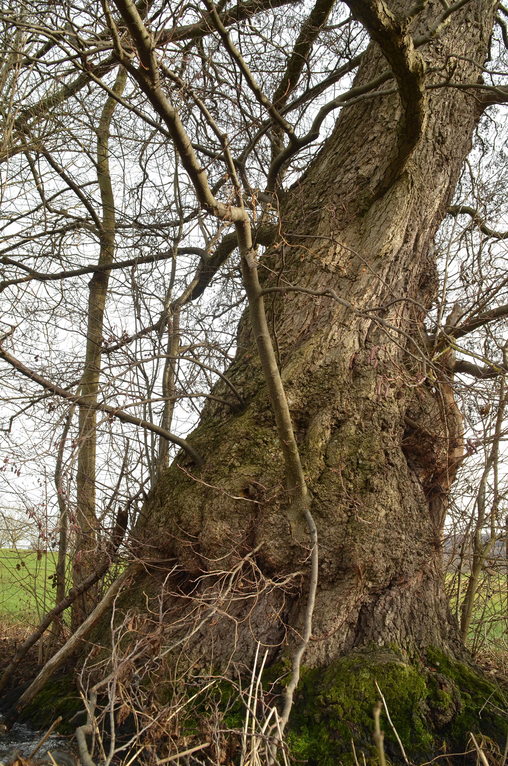 Alnus glutinosa - Pfullingen - 2021