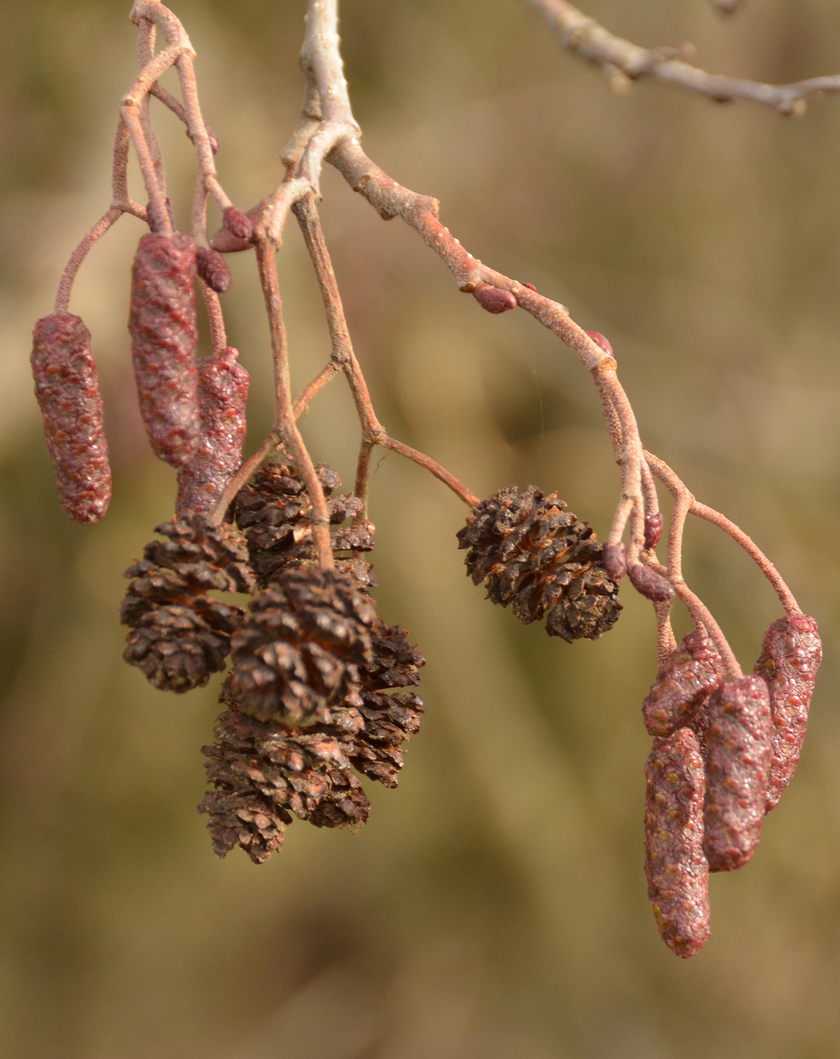 Alnus glutinosa - Pfullingen - 2021
