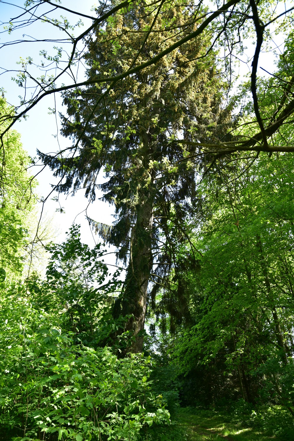 abies Picea