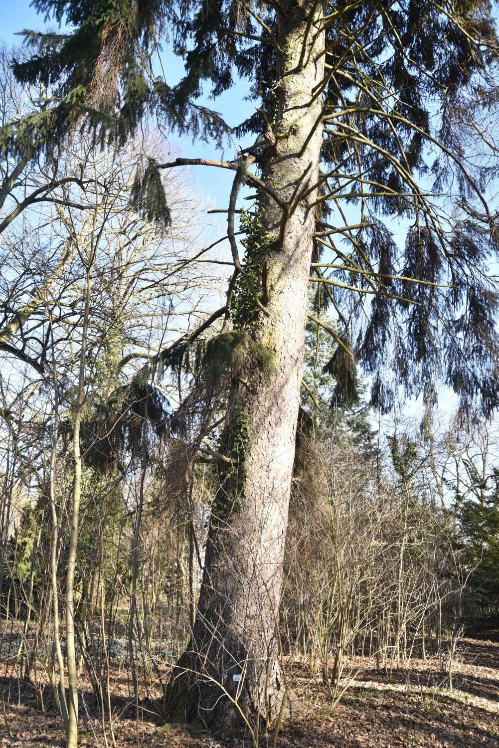 Picea abies - Neetzow - 2019