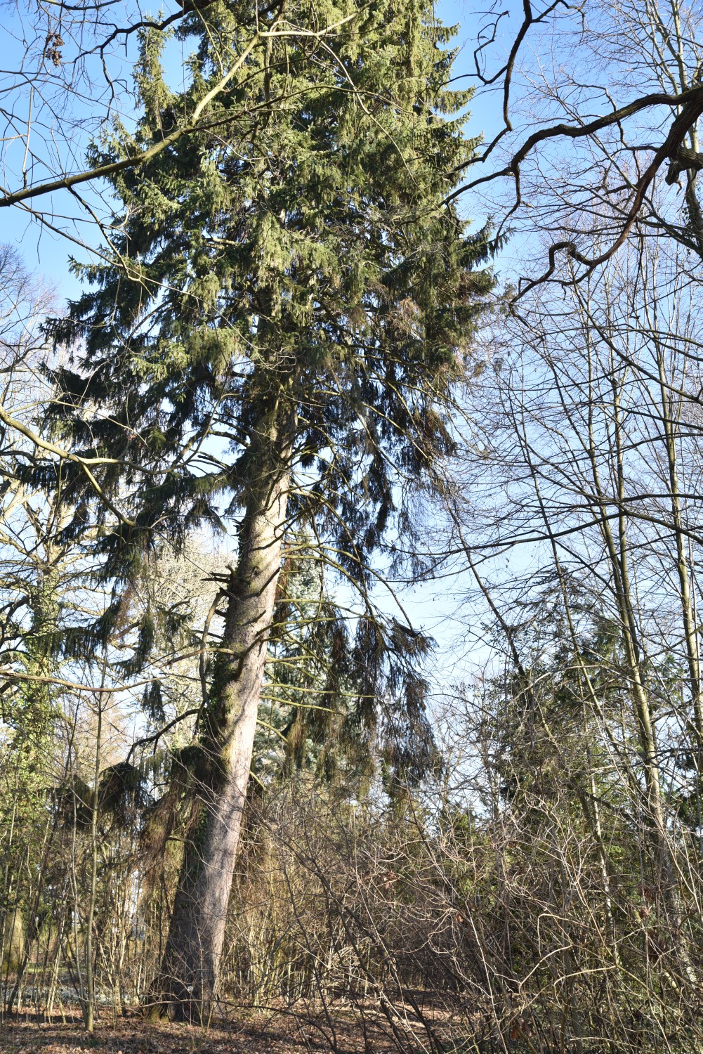 Picea abies - Neetzow - 2019