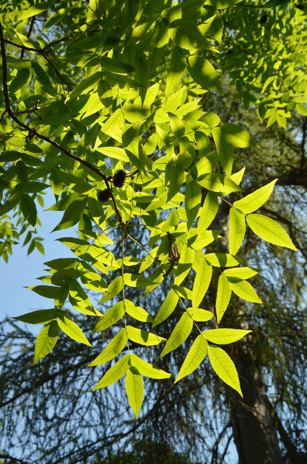 Carya illinoinensis