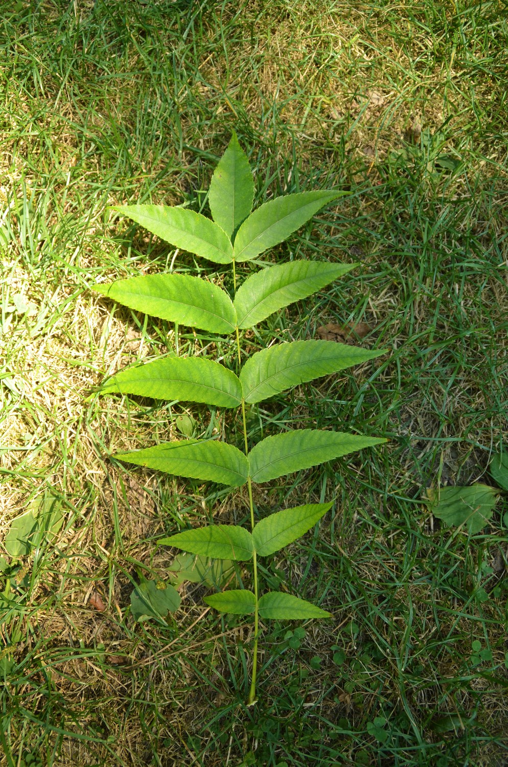 Carya illinoisiensis - Tübingen - 2022