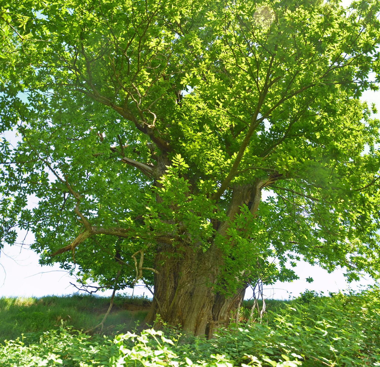 Castanea sativa - Gundelfingen (Breisgau) - 2022