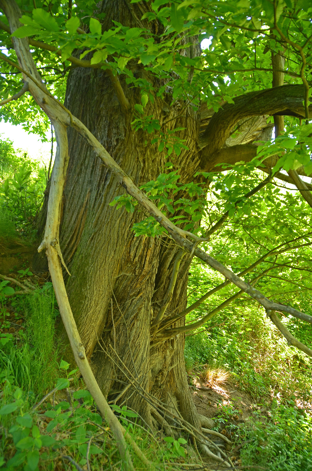 Castanea sativa - Gundelfingen (Breisgau) - 2022