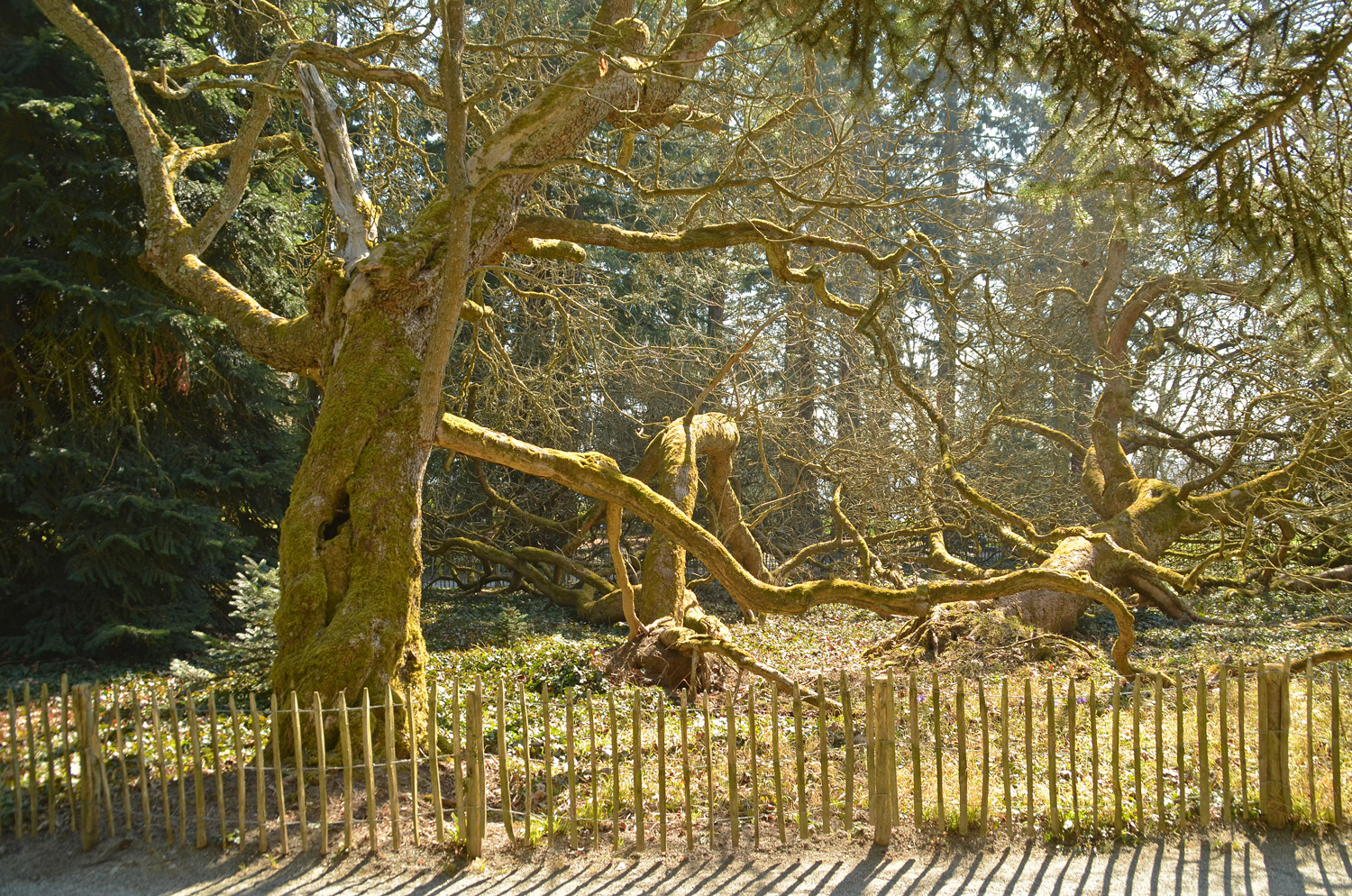 bignonioides Catalpa