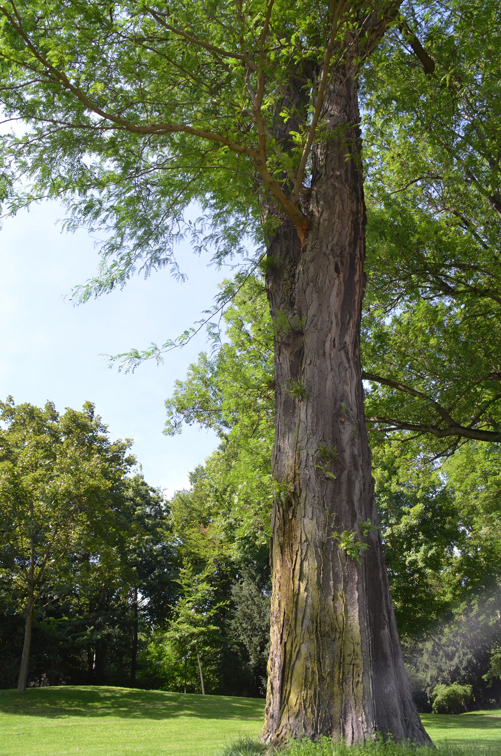 Gleditsia triacanthos