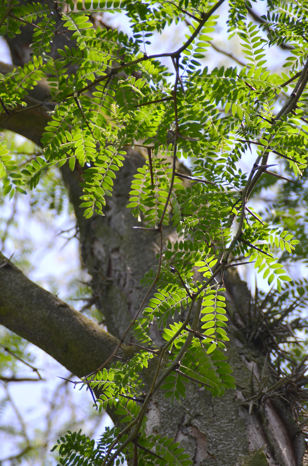 Geleditsia triacanthos - Stuttgart-Mitte - 2019