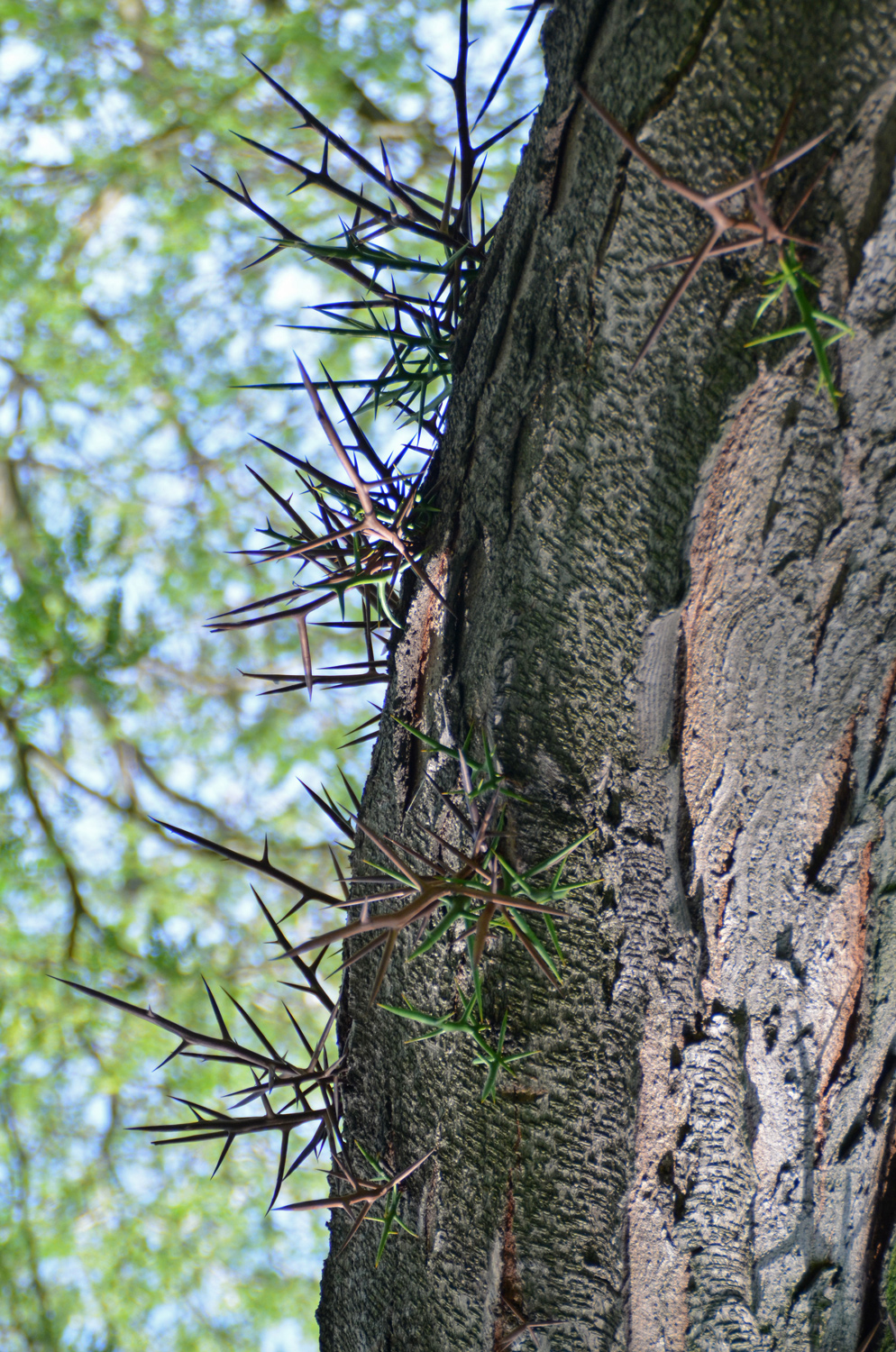 Geleditsia triacanthos - Stuttgart-Mitte - 2019