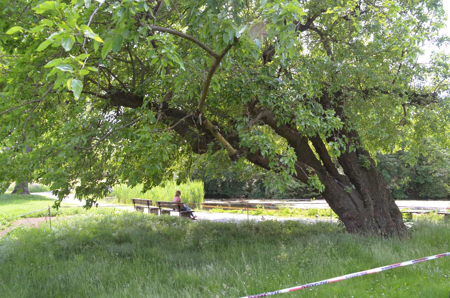Morus alba - Rosensteinpark Stuttgart - Juni 2019