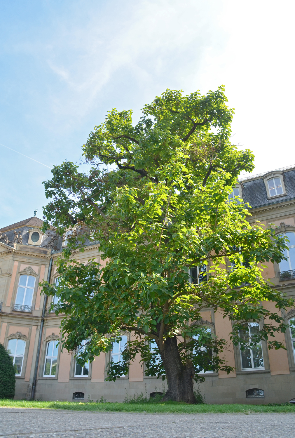 Paulownia tomentosa