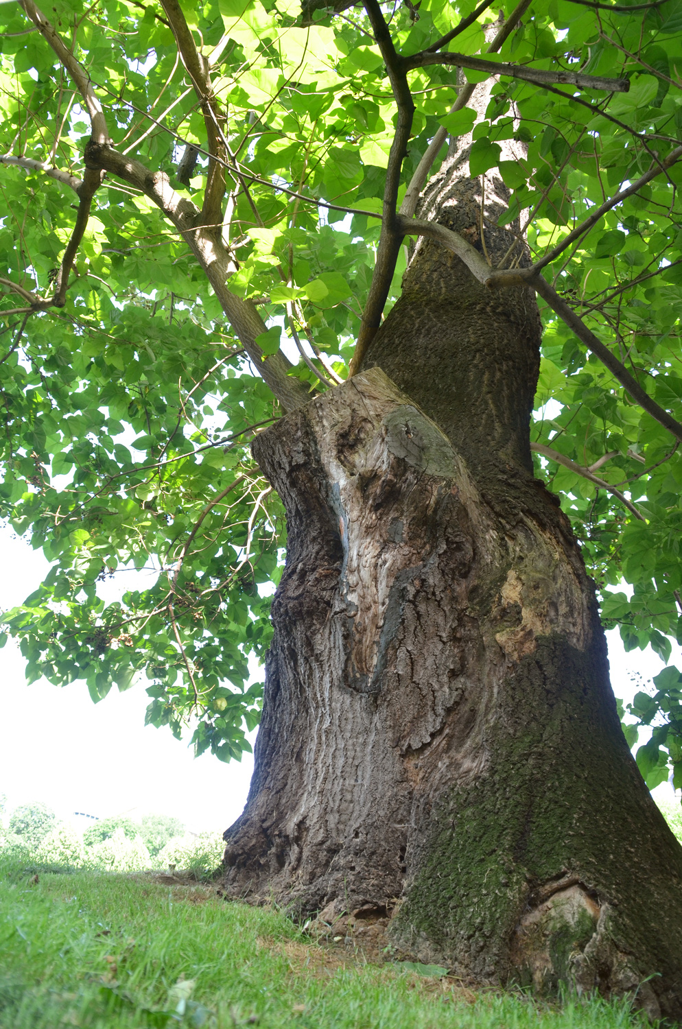 Paulownia tomentosa - Stuttgart-Mitte - 2019