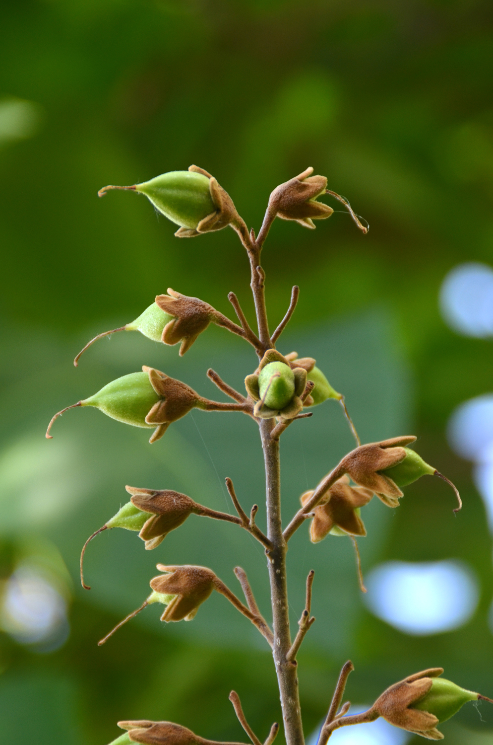 Paulownia tomentosa - Stuttgart-Mitte - 2019
