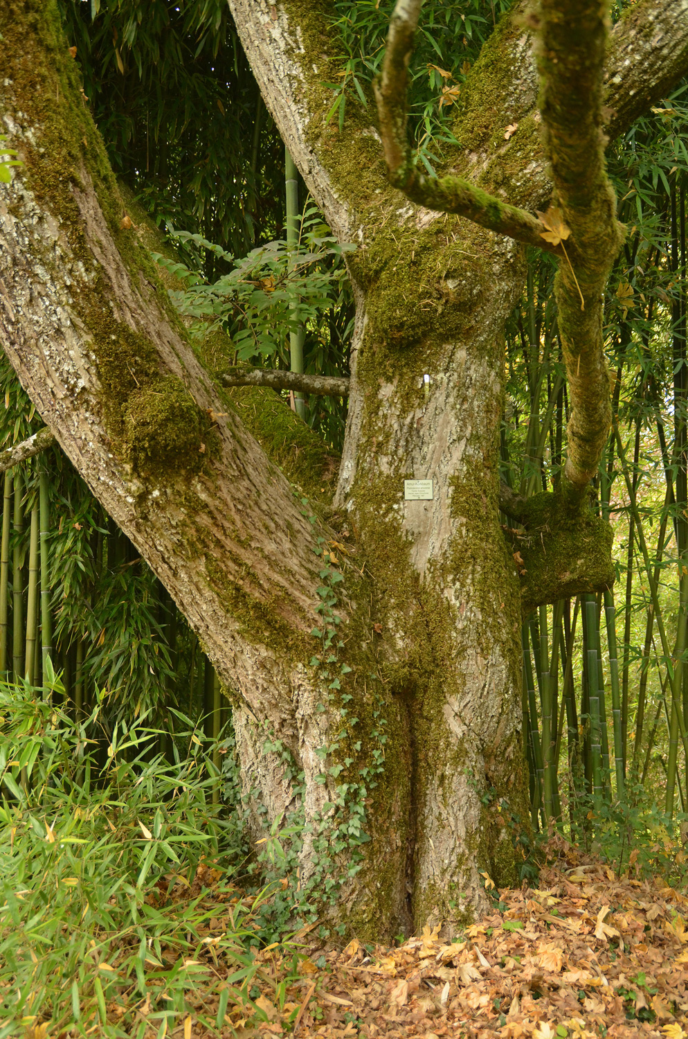 amurense Phellodendron