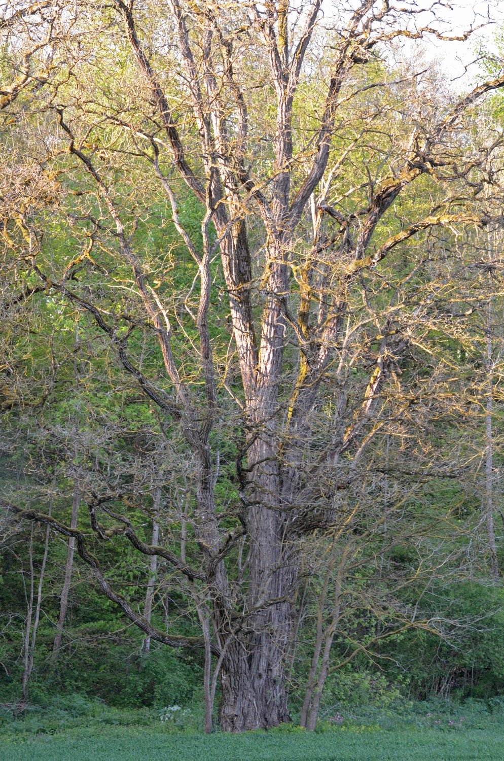 Robinia pseudoacacia - Inzigkofen - 2014