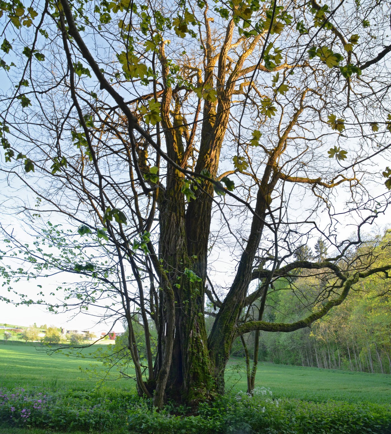 Robinia pseudoacacia - Inzigkofen - 2014