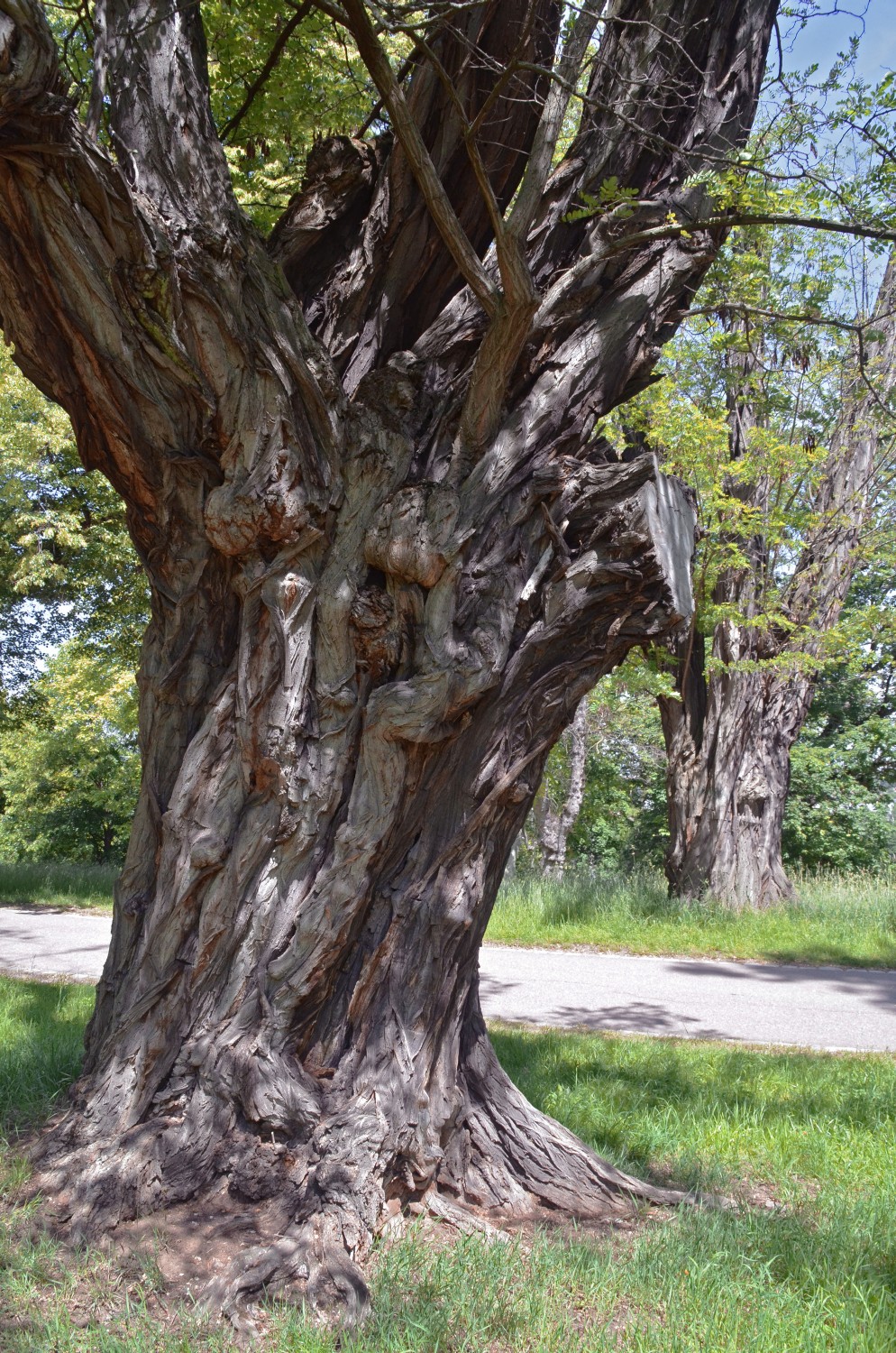 pseudoacacia Robinia