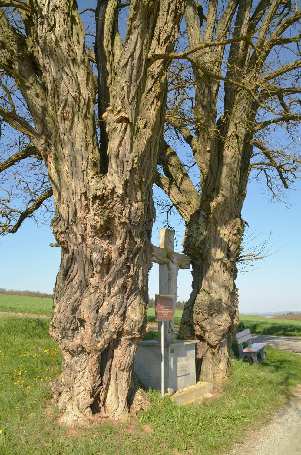 Robinia pseudoacacia - Kützbrunn - 2021