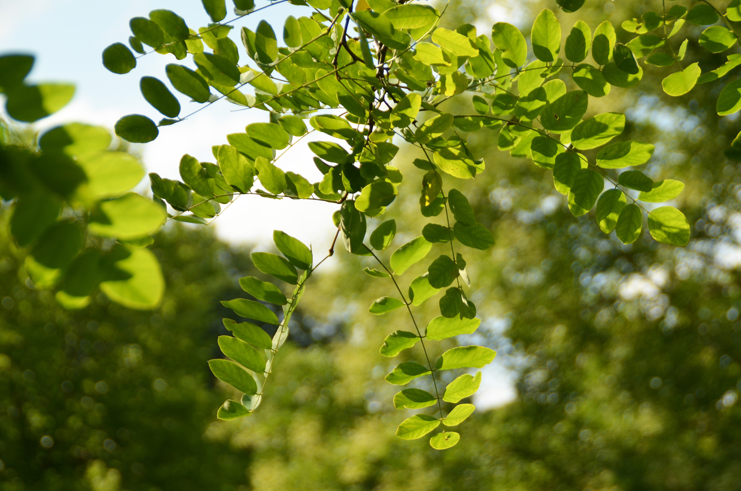 Robinia × margarette 'Casque Rouge' - Stuttgart-Hohenheim - 2022