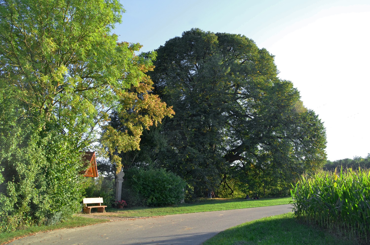 Tilia cordata - Kirchhausen - 2020