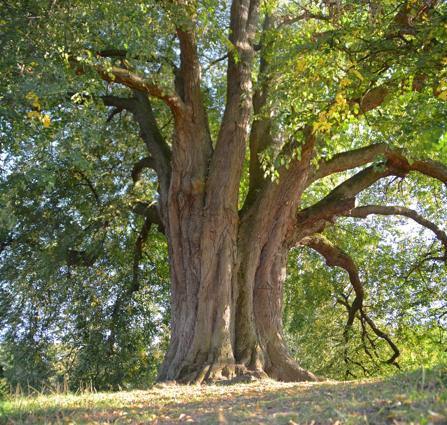 Tilia cordata - Kirchhausen - 2020