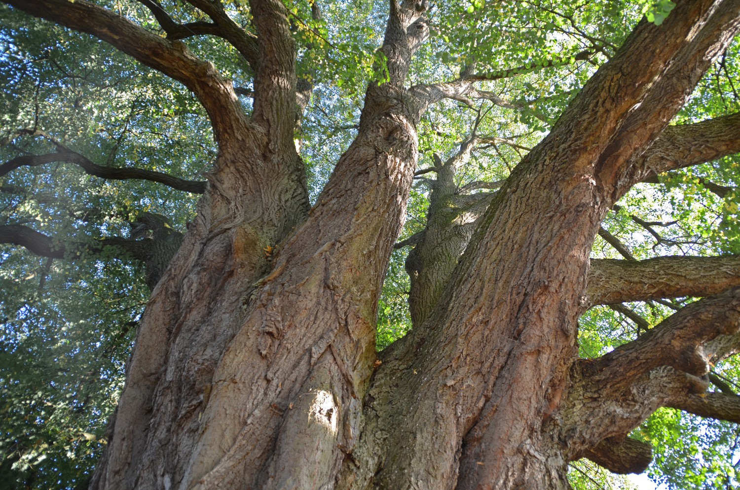 Tilia cordata - Kirchhausen - 2020