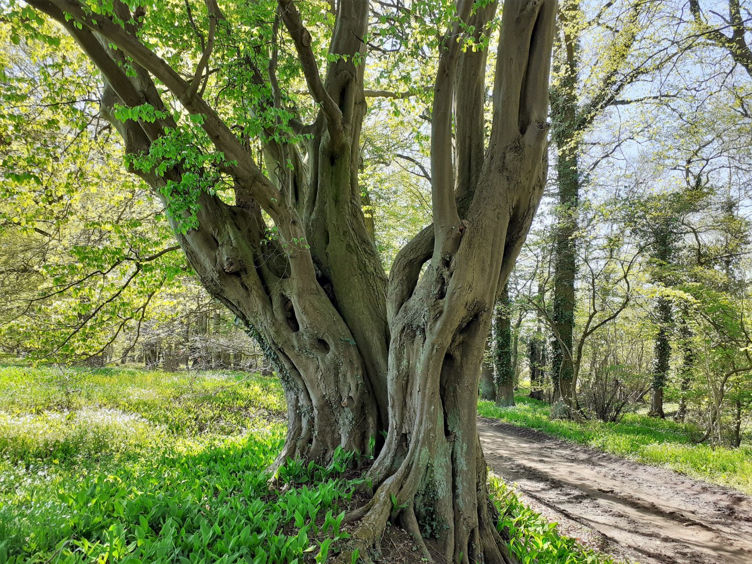 Carpinus betulus - Groß Ottenhaus - 2022