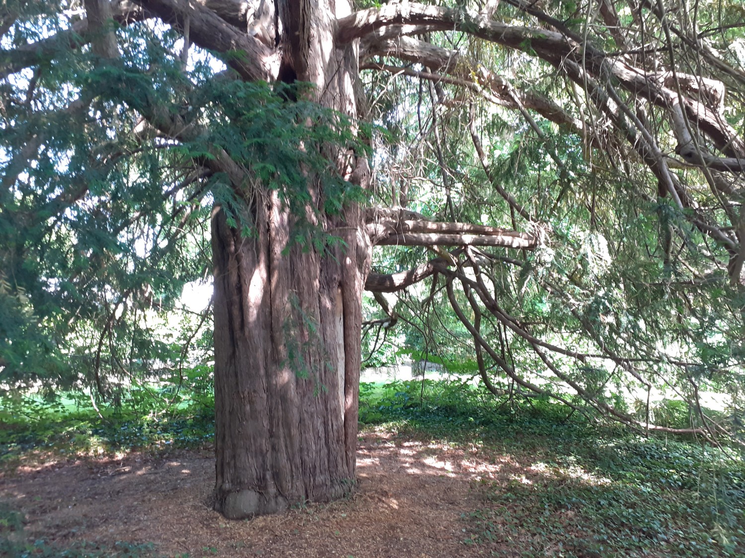 Taxus baccata - Othmarschen - 2022