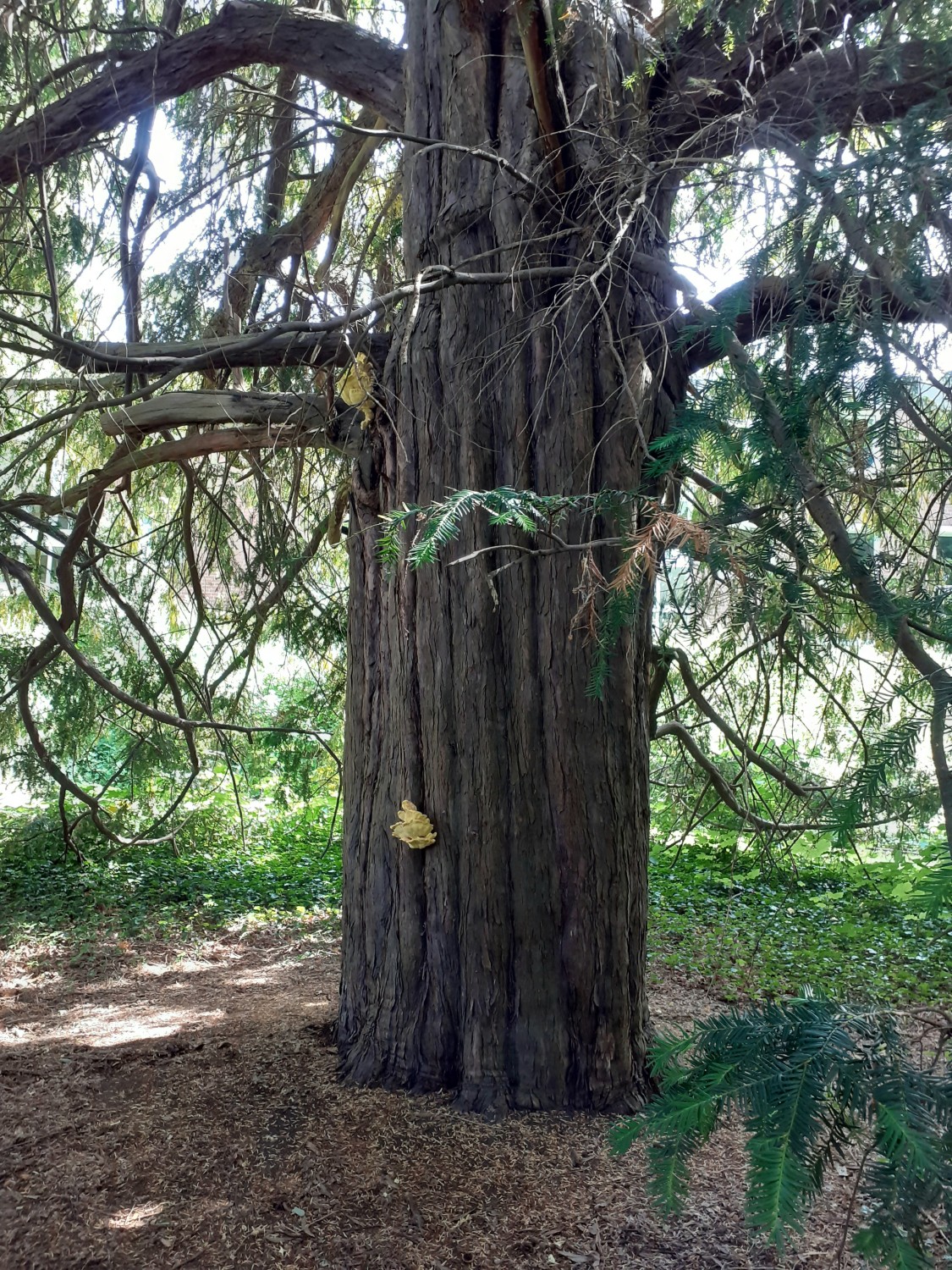 Taxus baccata - Othmarschen - 2022
