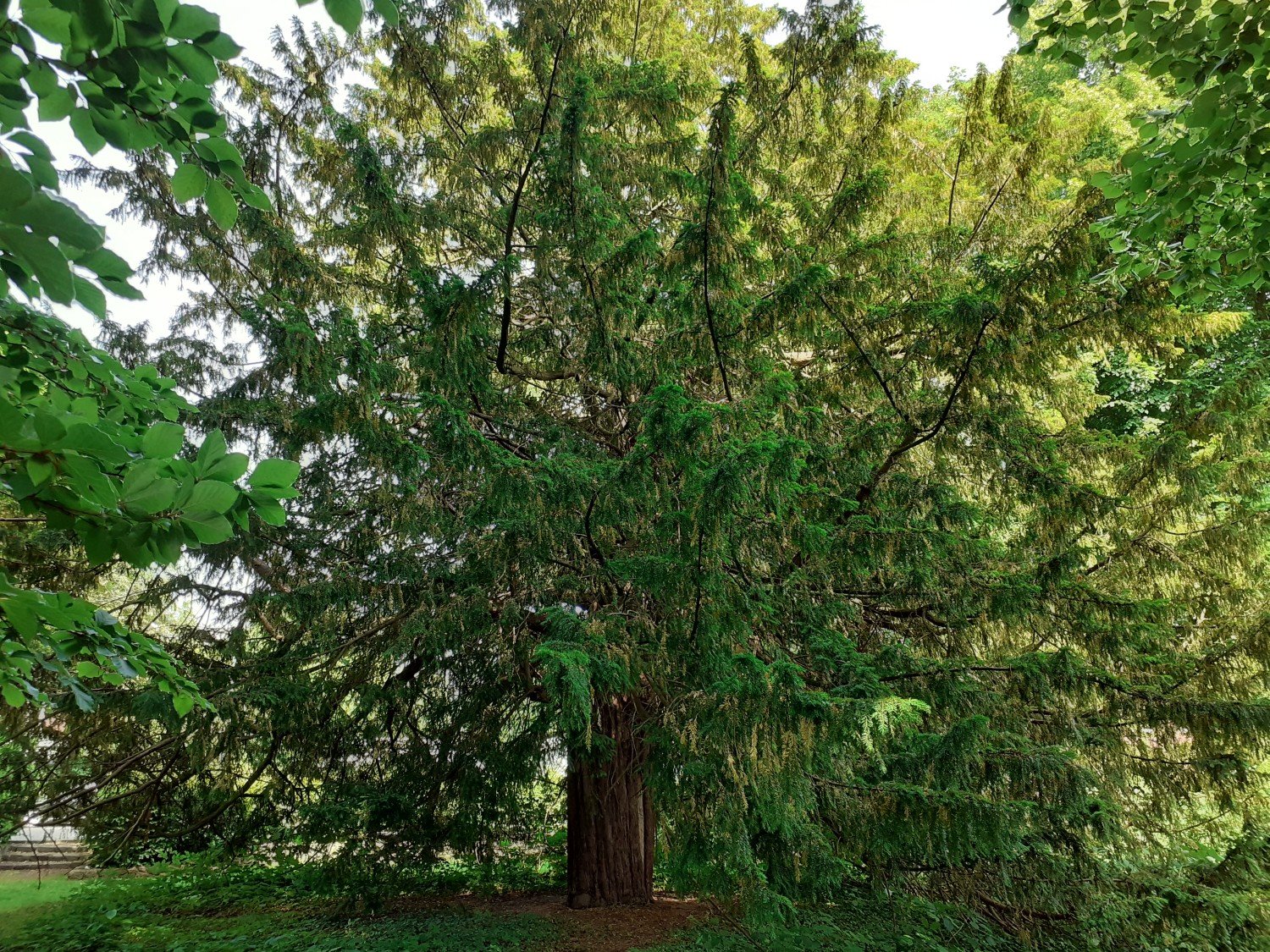 Taxus baccata - Othmarschen - 2022