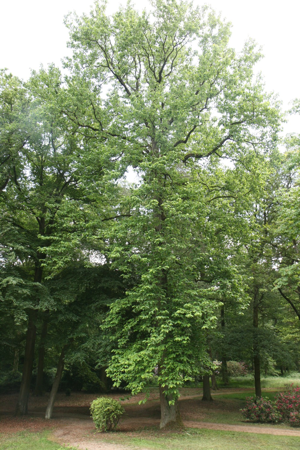 acuminata Magnolia
