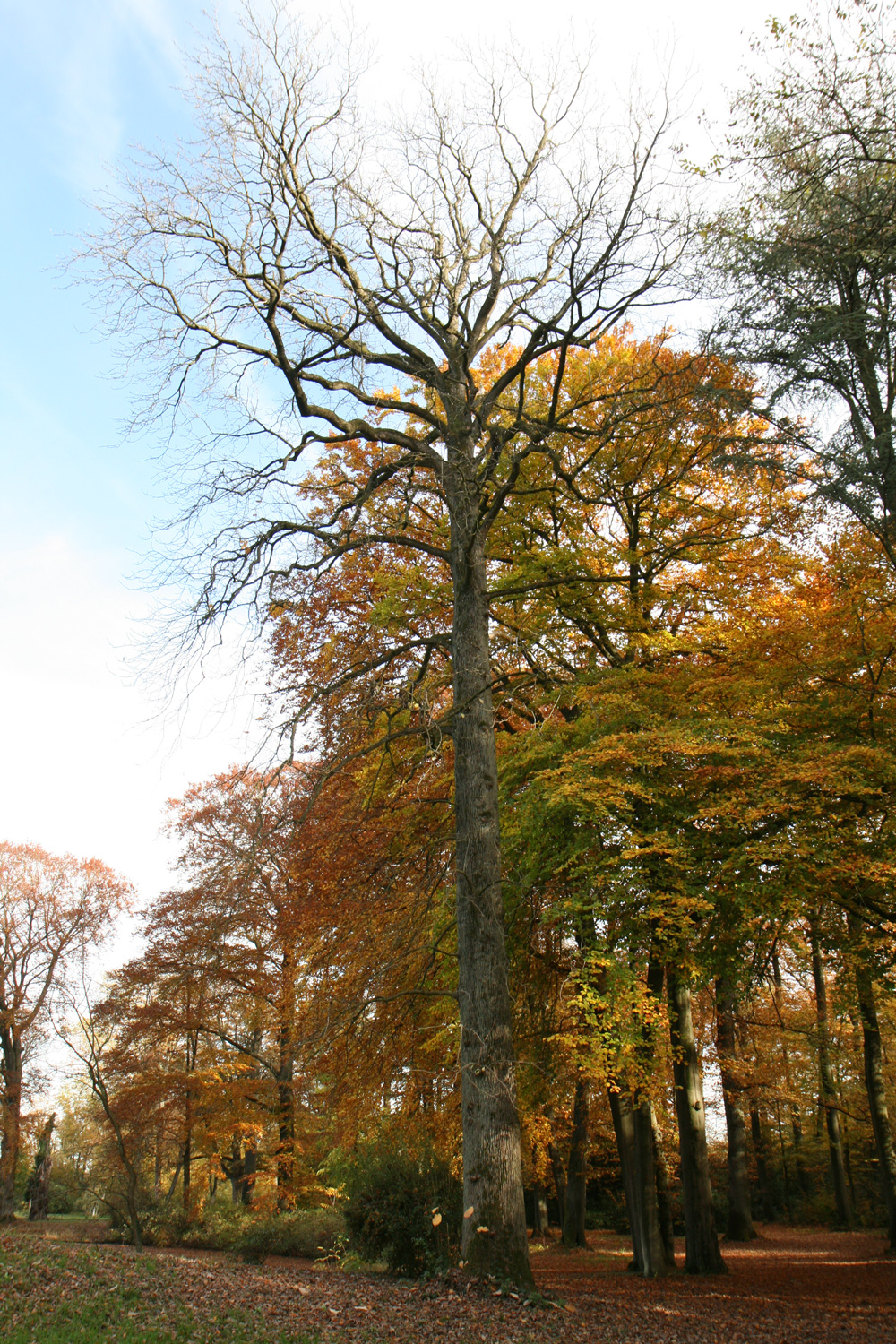 Magnolia acuminata - Schlosspark Heltorf - Nov. 2025