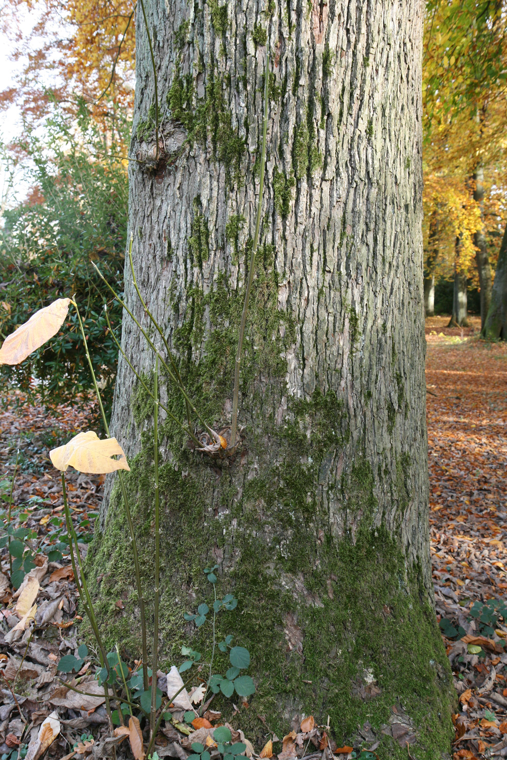 Magnolia acuminata - Schlosspark Heltorf - Nov. 2025