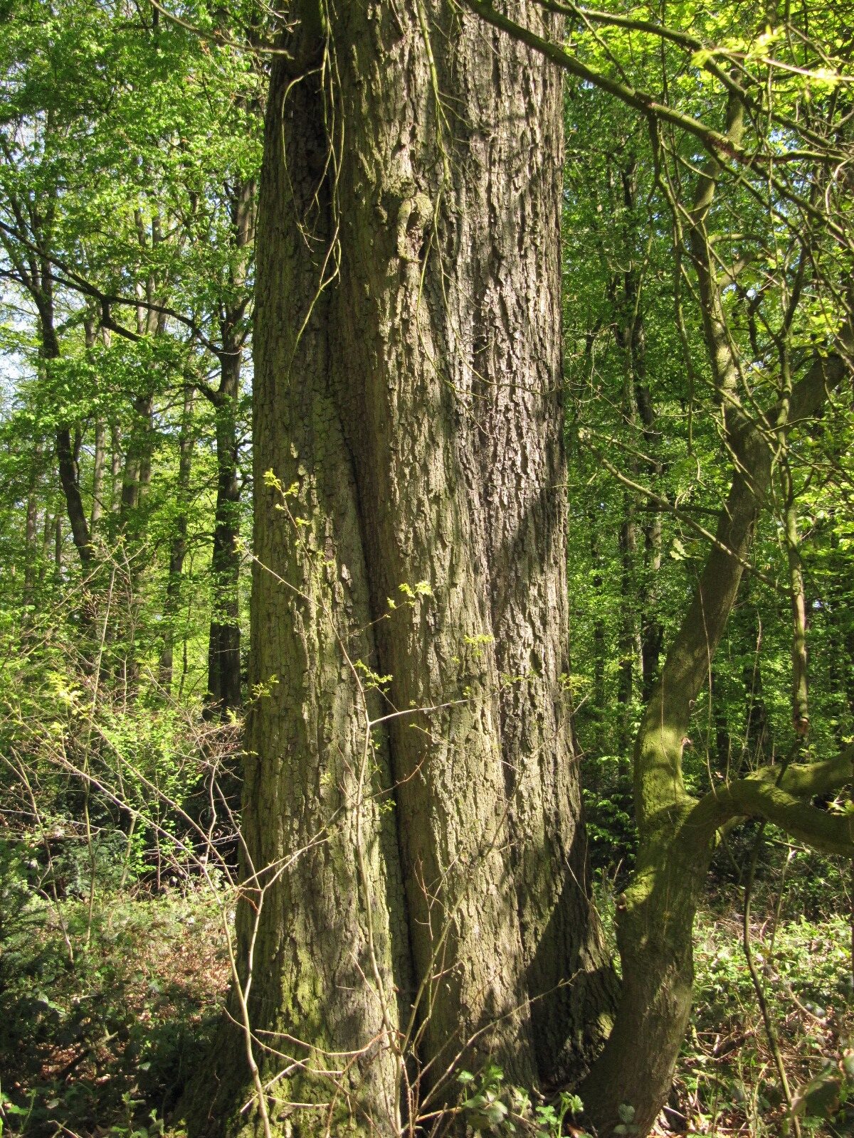 Quercus × leana - Schlosspark Heltorf - April 2023