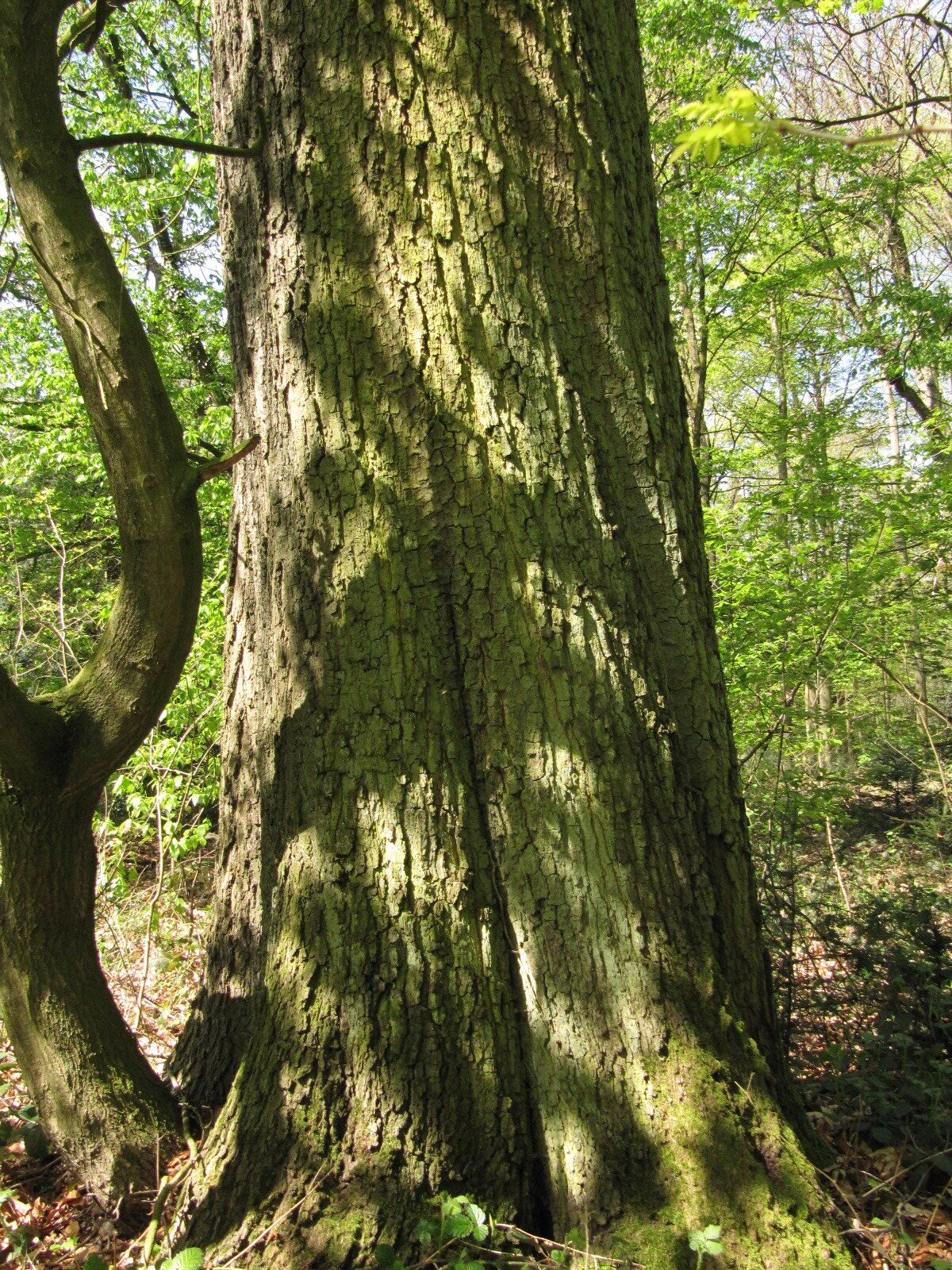 Quercus × leana - Schlosspark Heltorf - April 2023