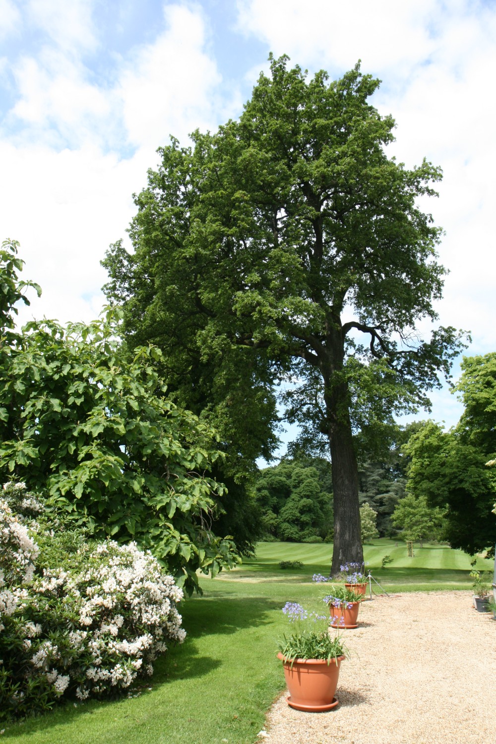cerris Quercus