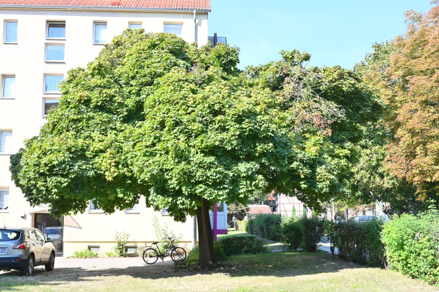 Acer platanoides 'Globosum' - Zerbst/Anhalt - 2022