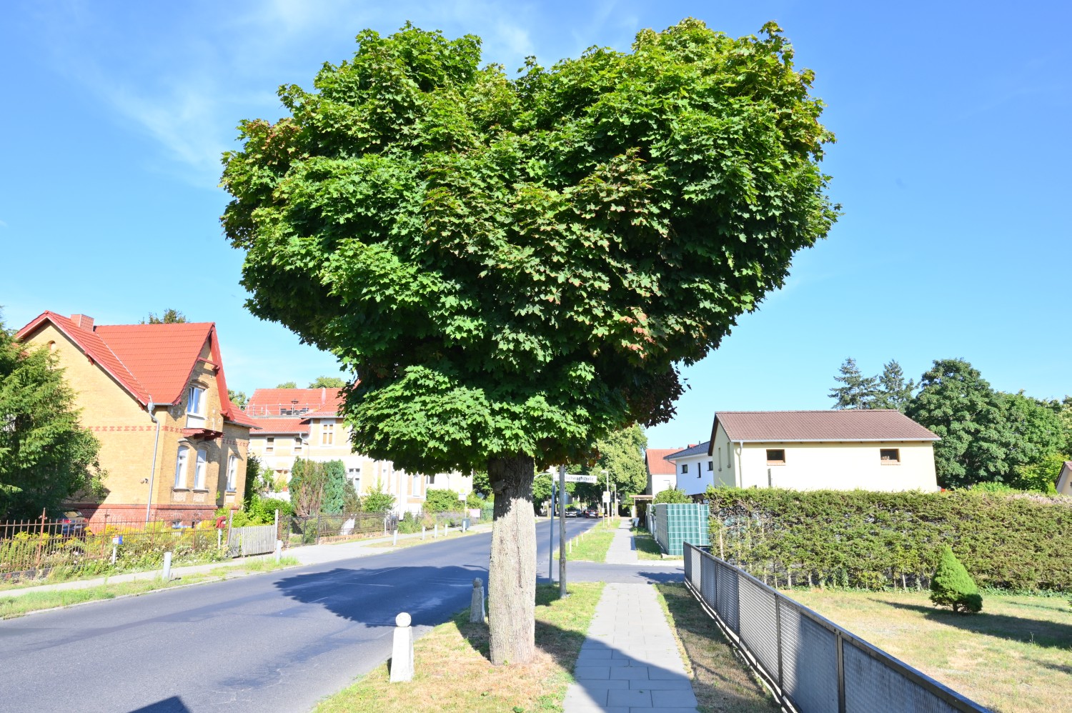 Acer platanoides 'Globosum' -Hohen Neuendorf - 2022