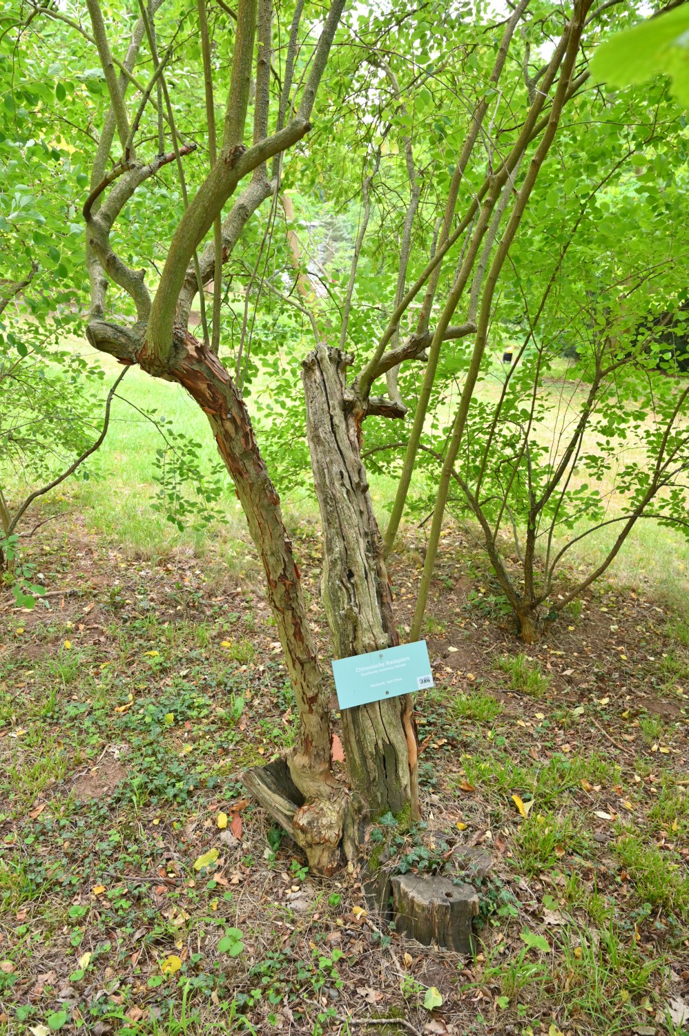 Exochorda racemosa