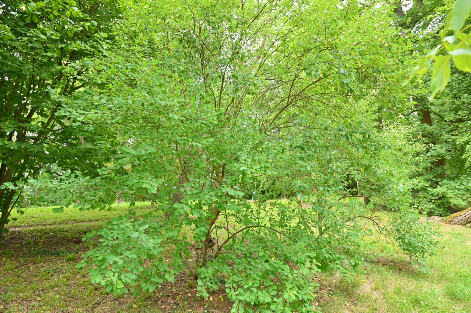 Exochorda racemosa - Nordhausen, Park Hohenrode - 2022