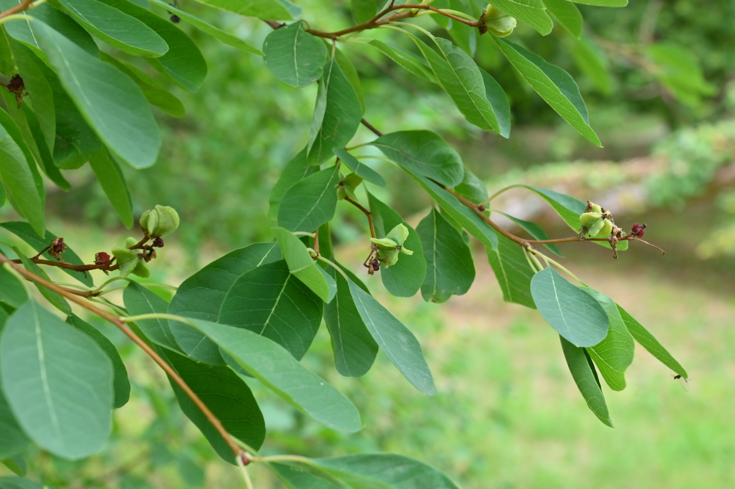 Exochorda racemosa - Nordhausen, Park Hohenrode - 2022