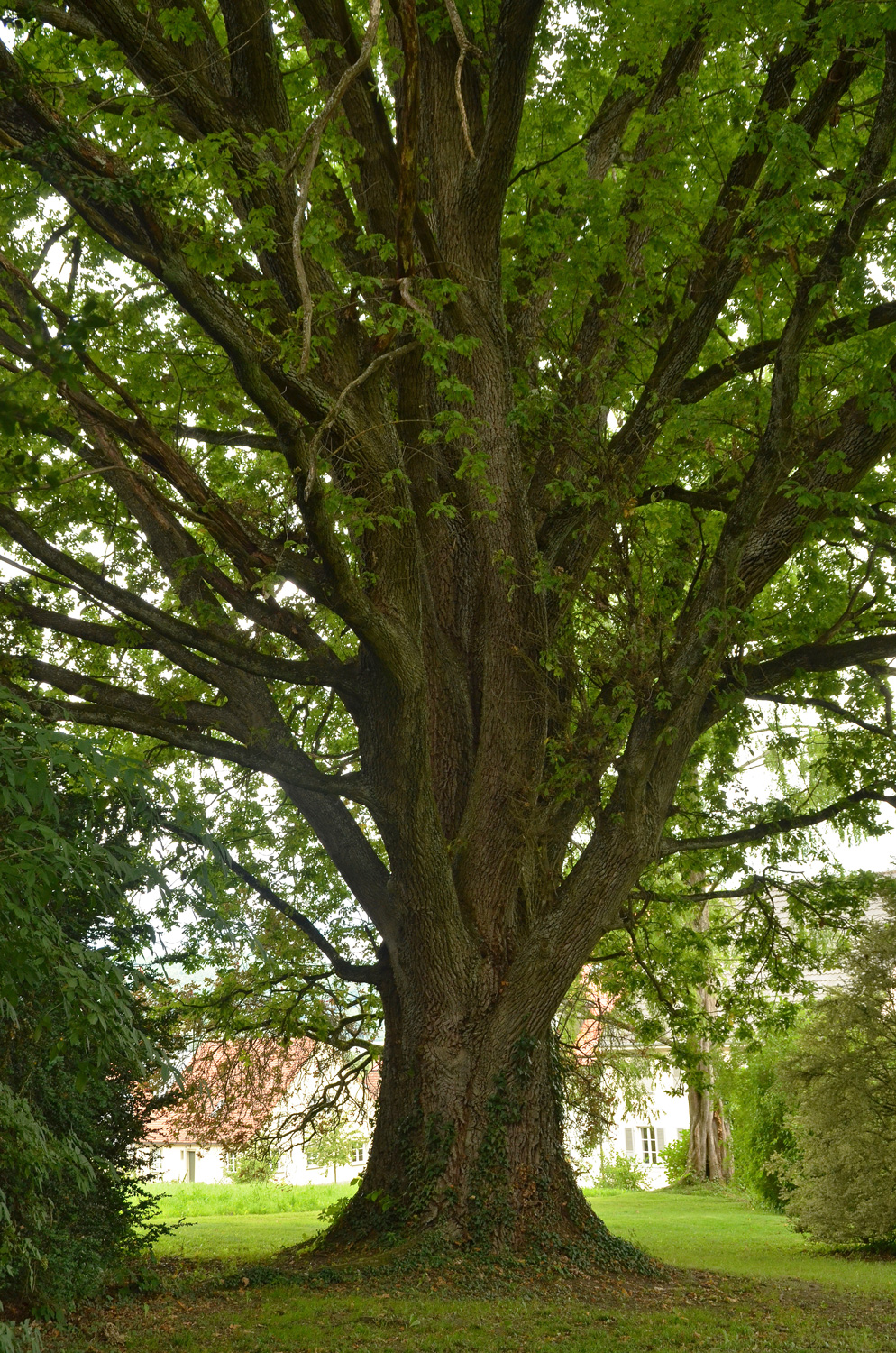 Quercus robur Fastigiata-Gruppe - Bodman - 2021