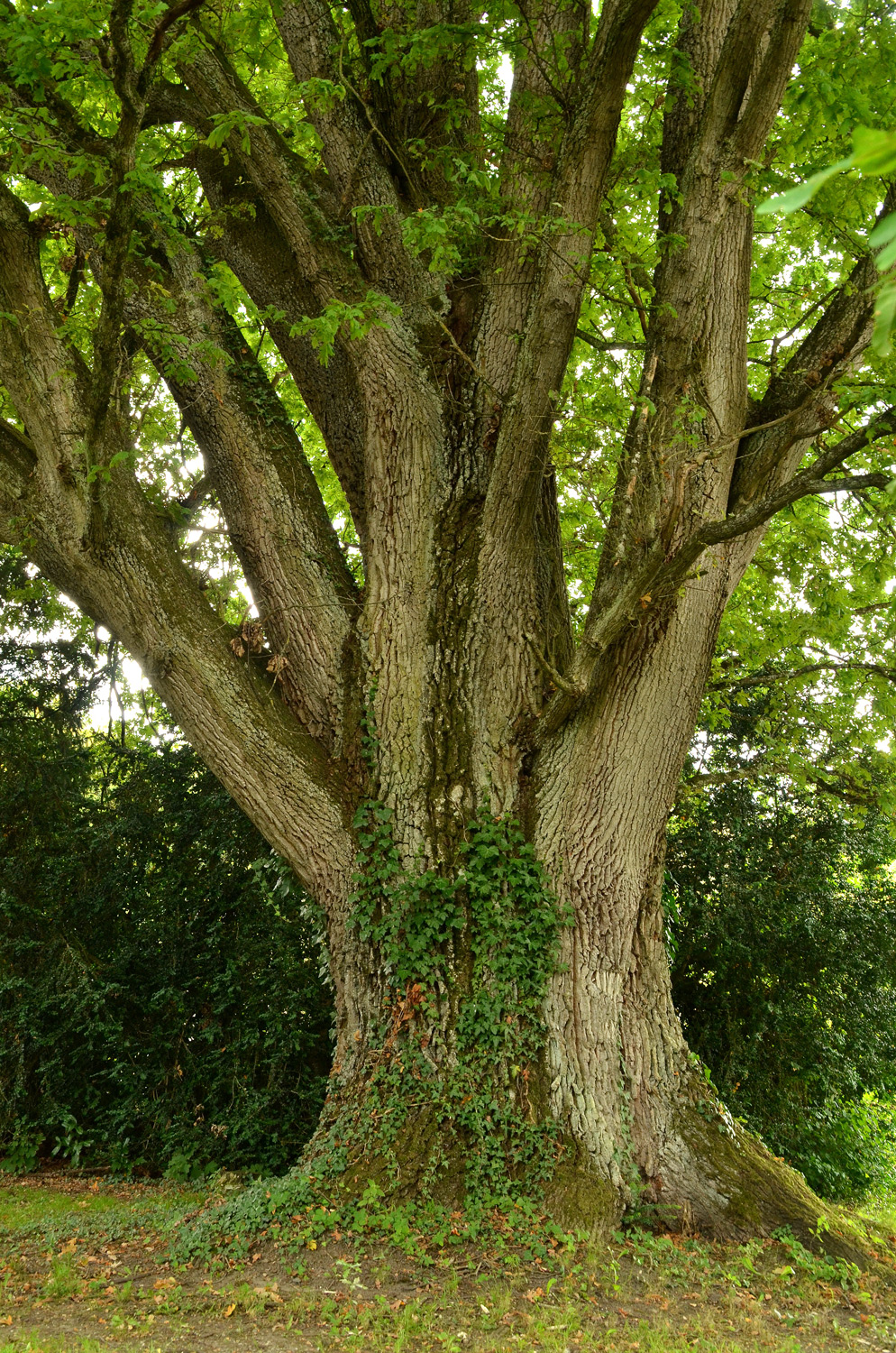 Quercus robur Fastigiata-Gruppe - Bodman - 2021