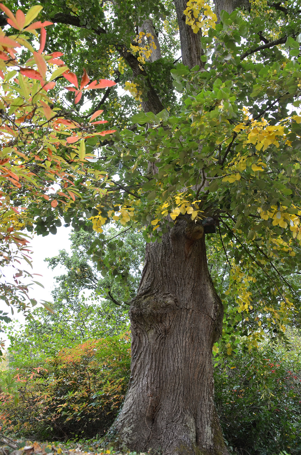 Tilia tomentosa 'Petiolaris' - Baden-Baden - 2020