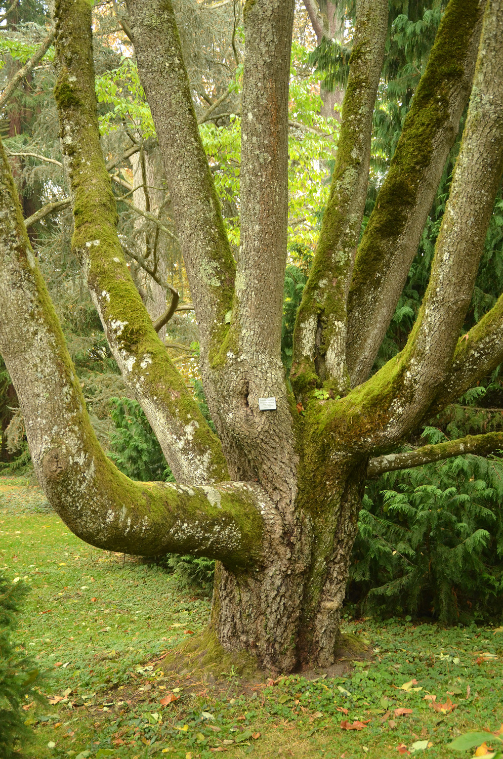 Diospyros lotus
