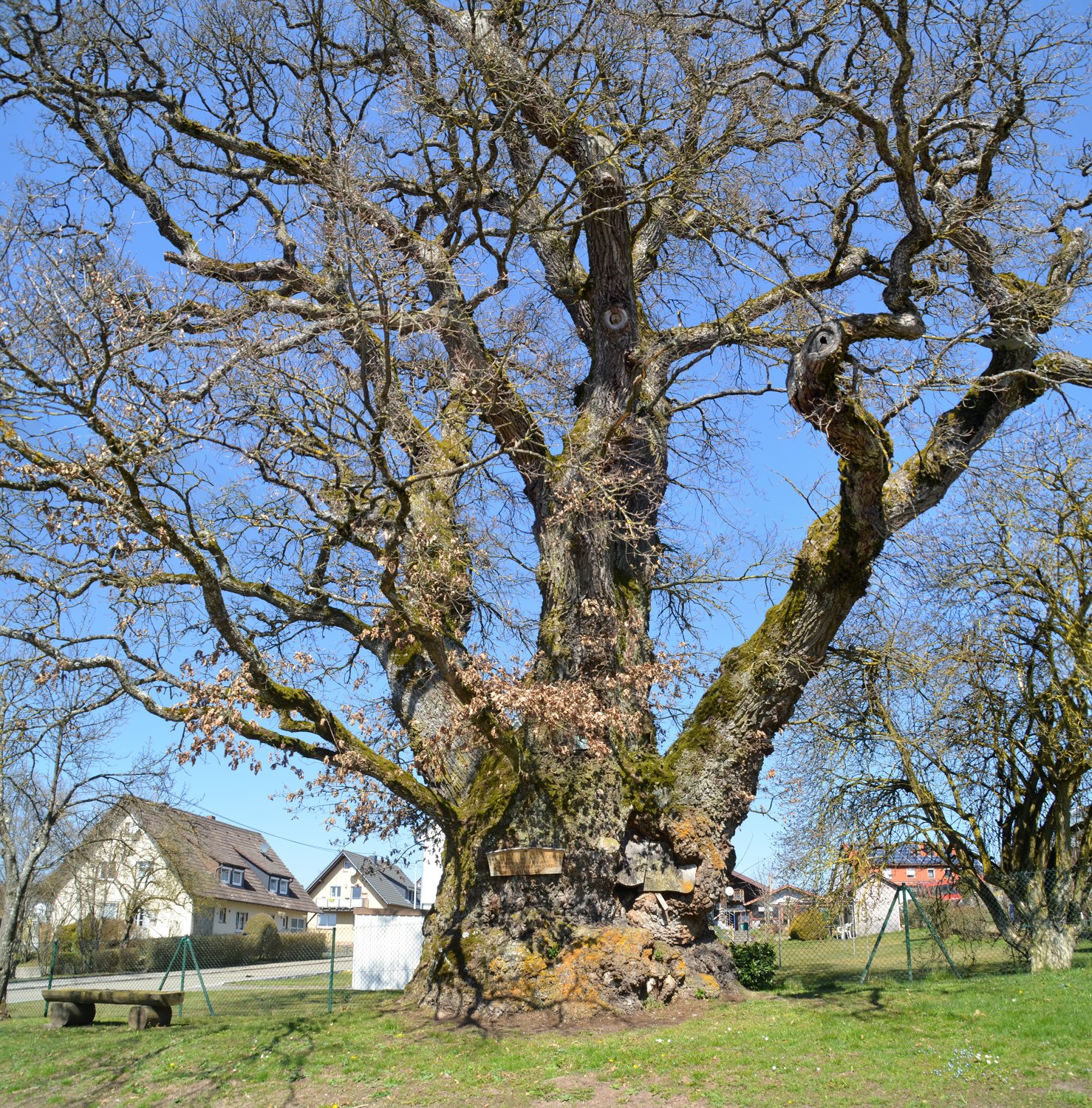 Quercus robur - Tannheim - 2020
